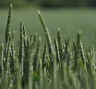 grün ist das Leben für weiß-blau grün ist das Leben für weiß-blau